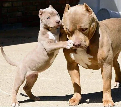 perro pitbull con su cachorro
