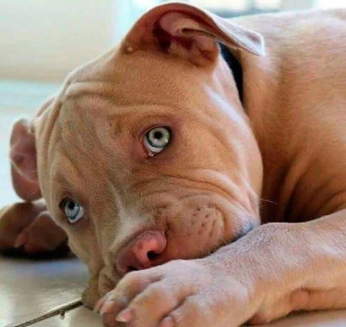 temperamento de un perro pitbull