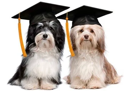 perros licenciados