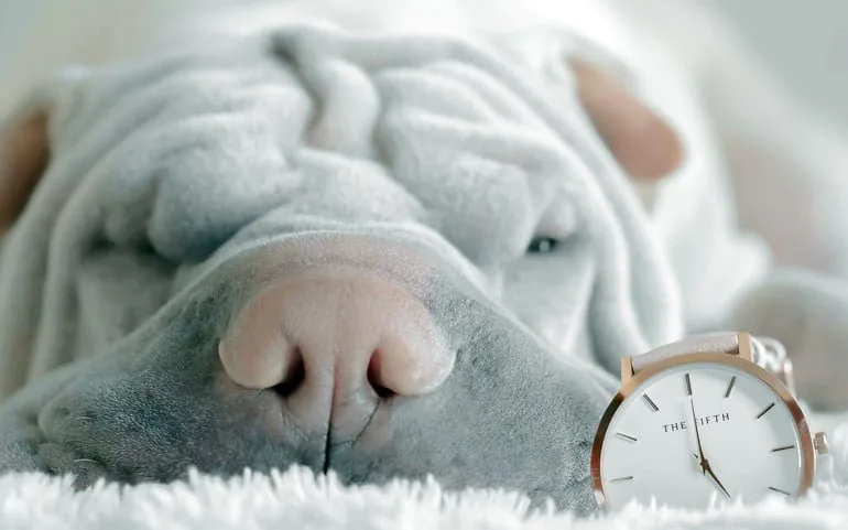 perro-con-un-reloj