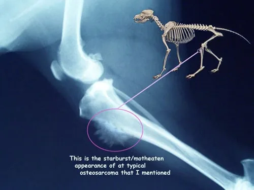 radiografía de perro con tumor