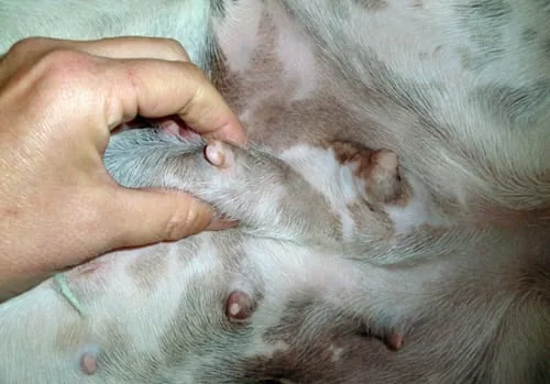 mama de perro