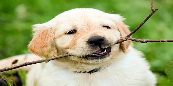 cachorro de retriever mordisqueando una rama
