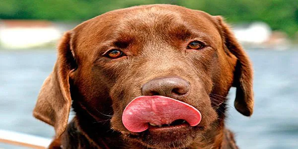 retriever de color marrón relamiendose