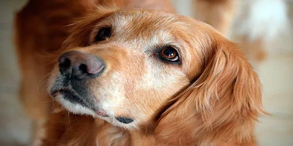 perro retriever anciano con canas
