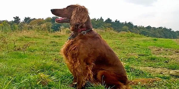 setter irlandés
