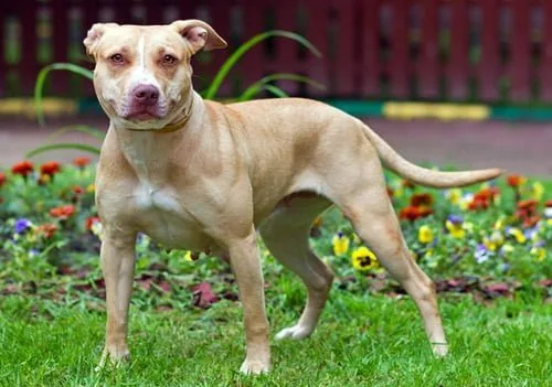 perro APBT