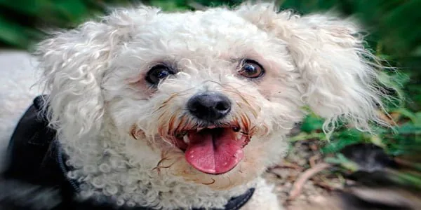 Bichon Frise