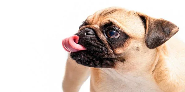 Pug