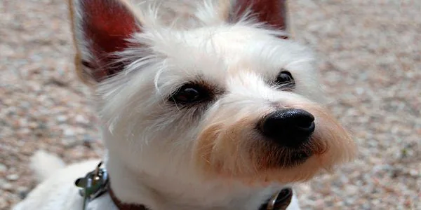 West Highland White Terrier