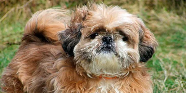 Shih Tzu