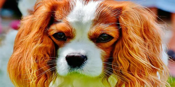 Cavalier King Charles Spaniel