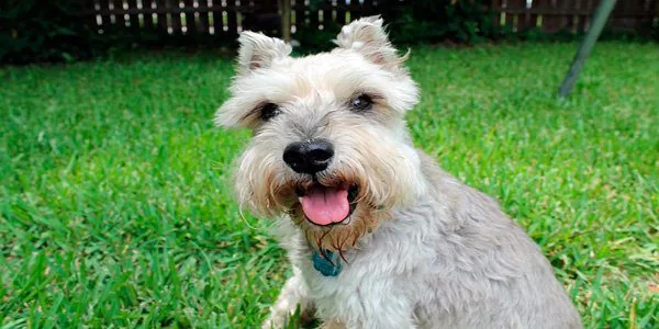 Miniature Schnauzer