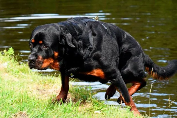 perro-saliendo-del-agua-tras-nadar