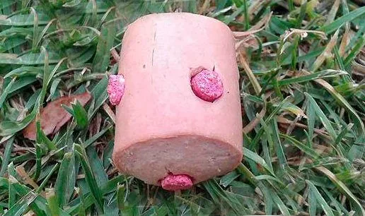 poisoned-meat