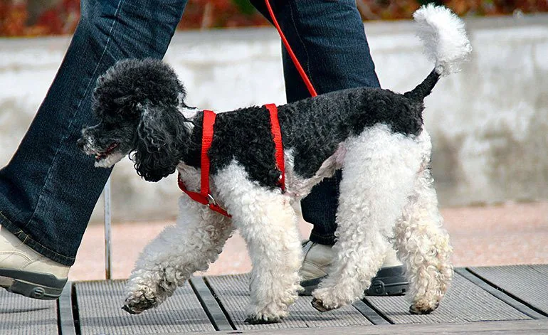 perro-adulto-paseando-con-su-humano