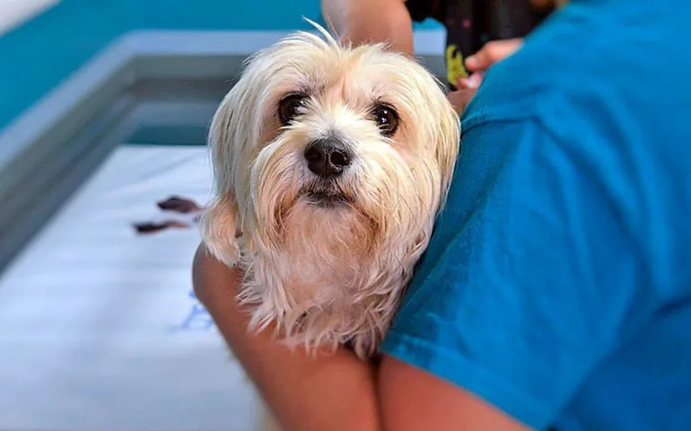 perro-en-el-vete