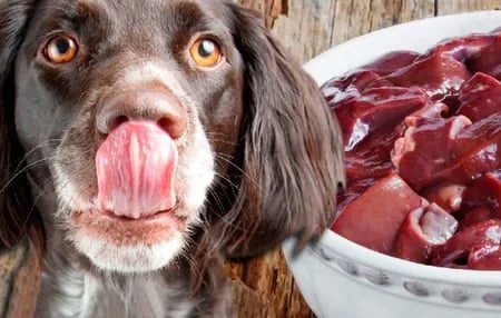 hígado de pollo para perro