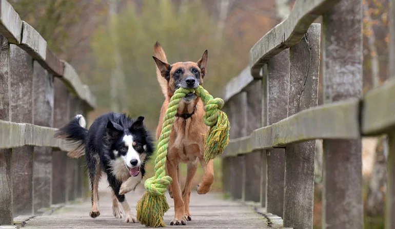 perros-contentos-jugando