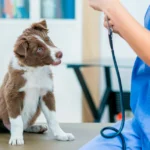 leishmaniosis perro