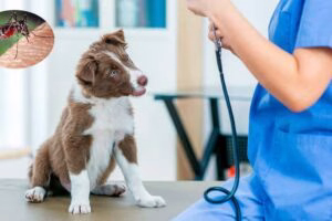 leishmaniosis perro