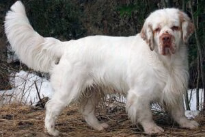 Clumber Spaniel