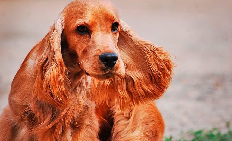 Información sobre la raza canina Spaniel Inglés fotos!