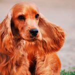Cocker Spaniel Inglés