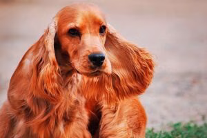 Cocker Spaniel Inglés