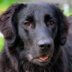 Flat Coated Retriever