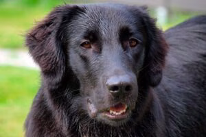 Flat Coated Retriever