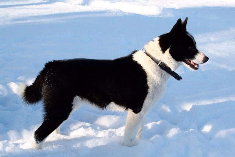 Karjalankarhukoira-en-la-nieve