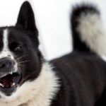 Perro de osos de Carelia