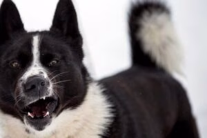 Perro de osos de Carelia