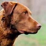 Retriever de Chesapeake