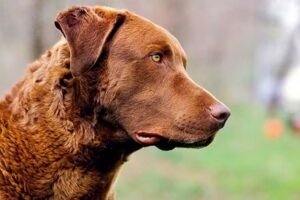 Retriever de Chesapeake