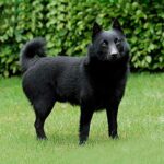Schipperke