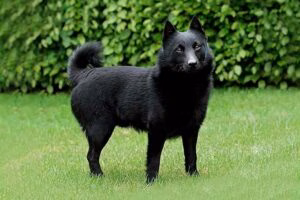 Schipperke