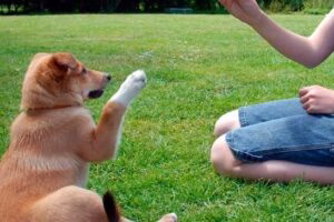 adiestrar perro 1