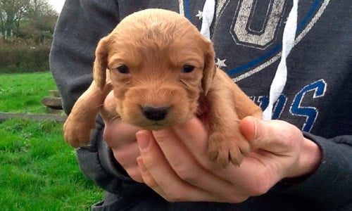 cachorro de cocker spaniel recién nacido