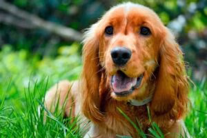 cocker spaniel