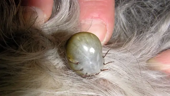 garrapataenperro