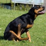perro arrastra culo