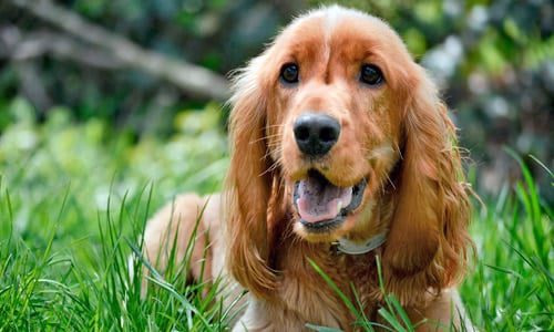 cocker spaniel adulto