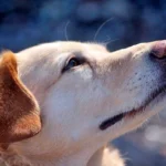 perro con acaros del a sarna
