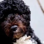 perro de gua portugues