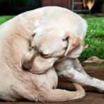 perro rascansose lomo