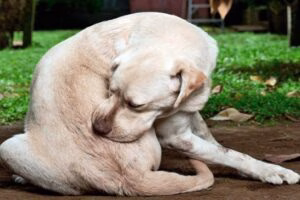 perro rascansose lomo