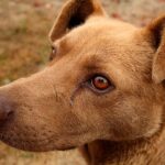 ¿Qué es un chucho o perro mestizo?