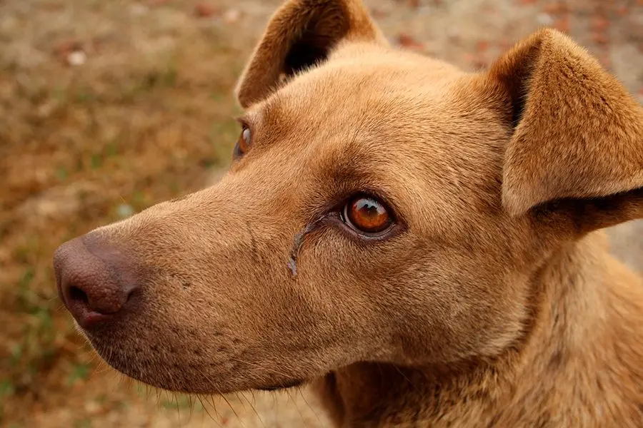 ¿Qué es un chucho o perro mestizo?